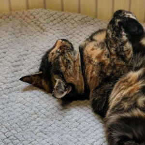 A photo of my cat, bell, lying on her back. She is a brown tortoiseshell cat